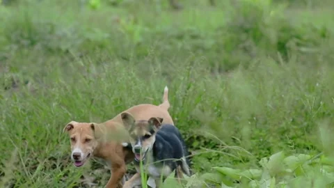 Slow Motion of Two Puppies Running in Meadow Stock Footage 219989970