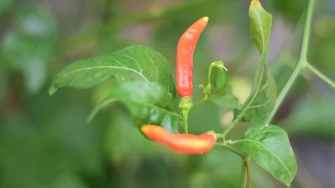 In slow motion, two red chilies sway gently Stock Footage 289542778
