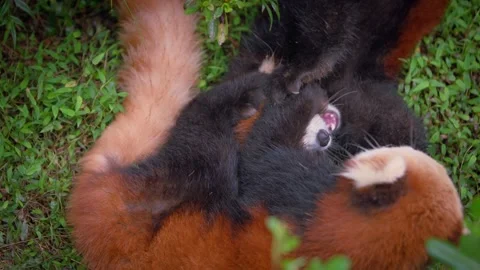 Slow motion of two red pandas rolling playfully on grass Stock Footage 315137441