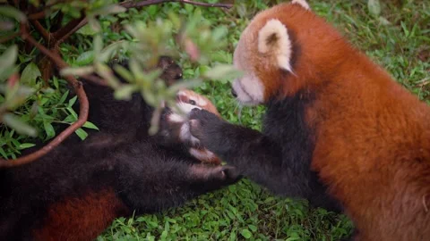 Slow motion of two red pandas playing on grass in natural environment Stock Footage 315681908
