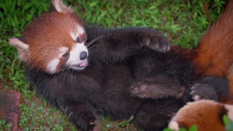Slow motion of two red pandas playing and wrestling on green grass Stock Footage 316167576