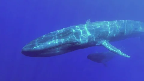 Slow motion - Two Rorquals Whales mother with baby whale slowly swims in blue wa Video stock 128800909