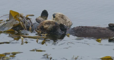 Slow motion of two sea otters sleeping with their paws up in Morro Bay, Stock Footage 99142276