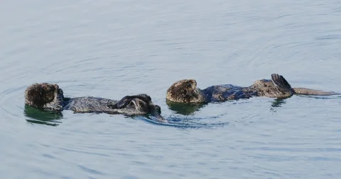 Slow motion of two sea otters in Morro Bay, California Stock Footage 99145520