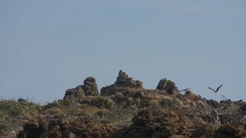 SLOW MOTION: Two seagulls flying together (180fps) Stock-Footage 84047084