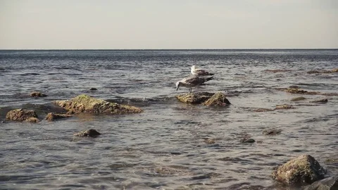 Slow motion two seagulls on stones on the shore Stock Footage 80453610