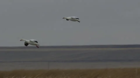 Slow motion - two snow geese land among thousands in windy marsh Stock Footage 68085406
