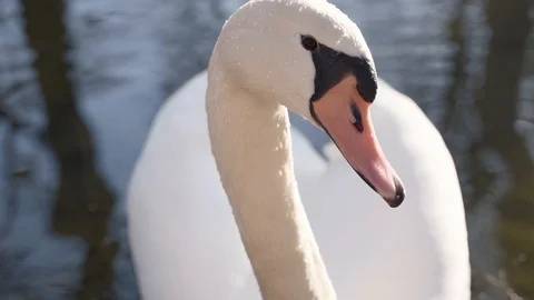 SLOW MOTION: Two swans looking into the camera in a lake at sunset. Stock Footage 103516005