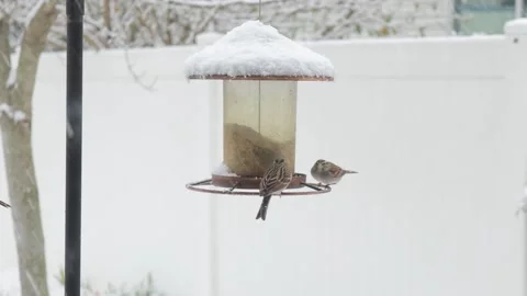 Slow Motion Two Tree Sparrows Fighting on Bird Feeder with Falling Snow Video stock 133098196