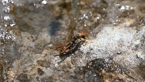 Slow motion two wasps fighting in small concrete pond on bright sunny day Stock Footage 133640741