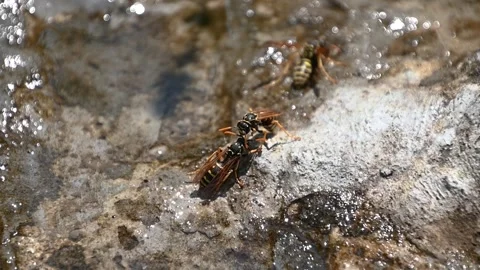 Slow motion two wasps fighting in small concrete pond on bright sunny day Stock Footage 133640765