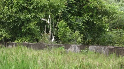 Slow motion of two white birds taking flight Stock Footage 165505583