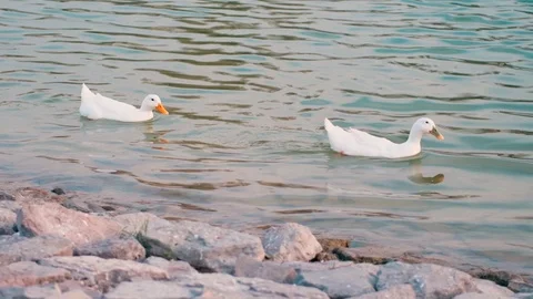 Slow motion two white ducks swimming in a pond Stock Footage 121606994