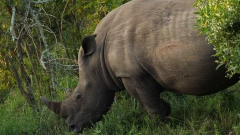 Slow motion: two White Rhino, scratches and flies on back, walk through bushes Stock-Footage 105206807