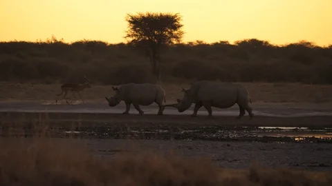 Slow motion: Two white rhino and male impala walk in dust at dusk in Africa Stock Footage 113893617