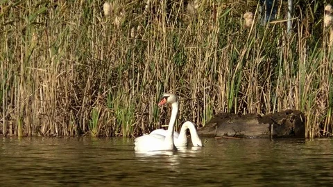 Slow motion: Two white swans swimmin in a pond near the shore. Reeds, tree trunk Stock Footage 81457265
