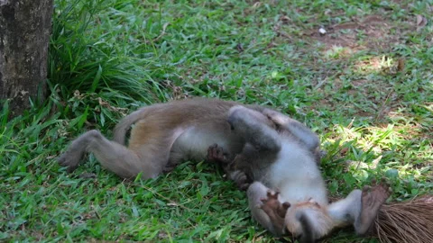 Slow motion of two young baboons play fighting with each other, Kruger National Stock Footage 317715042