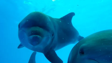 Slow motion - Two young curious Bottlenose Dolphins approaching camera and .. Stock Footage 247779816
