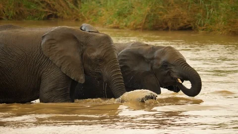 Slow motion: Two young elephants stand in river and drink, amid crossing herd Stock-Footage 105273307