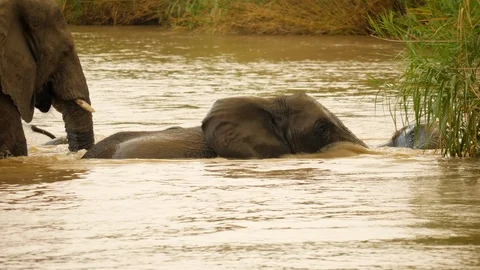 Slow motion: Two young elephants splash, swim and play in deep brown river water Stock-Footage 105501089