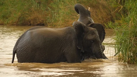 Slow motion: two young elephants wrestle, splash and play in belly deep river. Stockbeeldmateriaal 105764639
