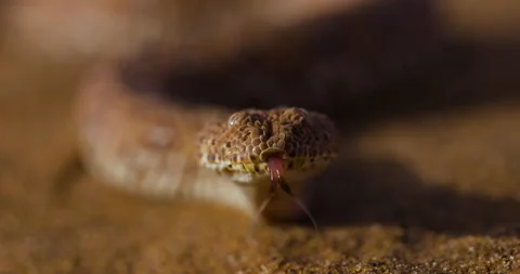 Slow motion ultra close-up view of a Peringuey's adder,desert adder, side Stock Footage 144246431
