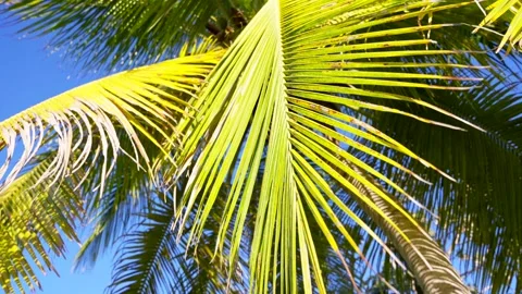 Slow motion under a large palm leave. Stock Footage 169138949