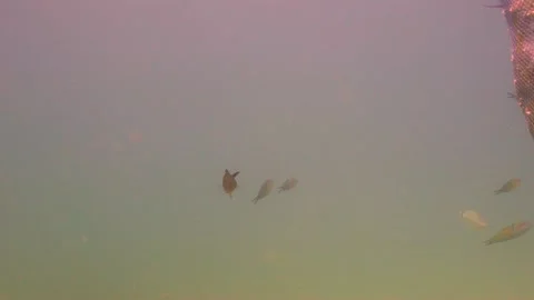 Slow Motion Under the Sea View of Fishes While Feeding Stock Footage 144982448