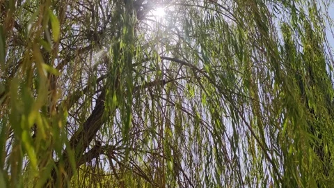 Slow motion under a weeping willow, the sun breaking through the leaves. Stock Footage 254806292