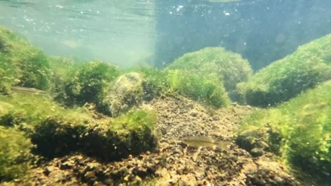 Slow motion underwater of a clear mossy river with small fish moving Stock Footage 321324317