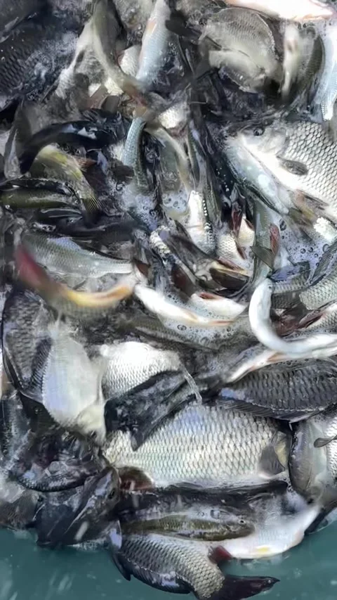 Slow-motion underwater close-up of roaches and crucian carps agitated Stock Footage 318471332