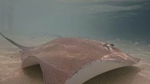 Slow motion underwater close up of a stingray in Fulidhoo Island, Maldives Stock-Footage 256915346