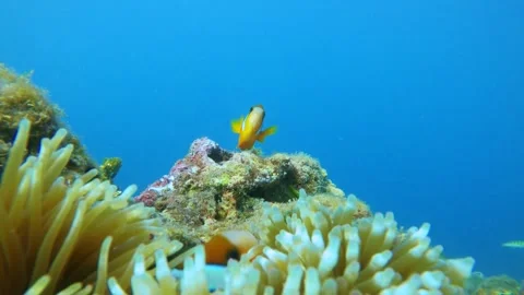 Slow motion underwater close up view of curious clown fishes swimming around sea Stock Footage 303409837