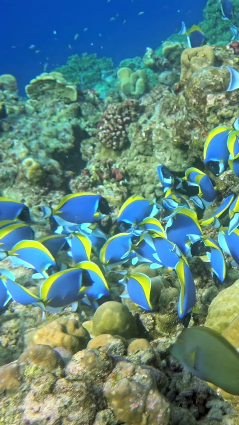 Slow motion underwater exploration of vibrant reef fish in a tropical ocean Video stock 299549420