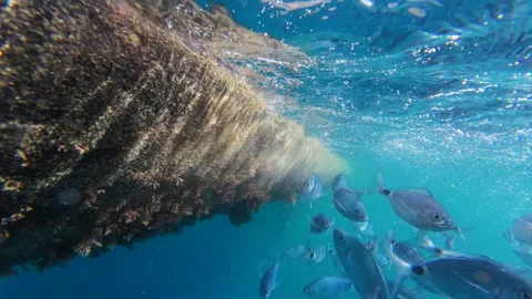 Slow motion underwater fish. Stock Footage 278968022