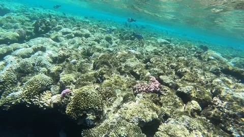 Slow motion underwater footage in the red sea with colorful fish Stock Footage 201883141
