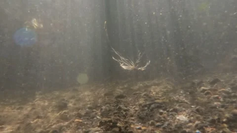 Slow motion underwater garbage carried by river current Stock Footage 320102140