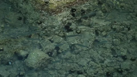 Slow Motion Underwater Green Algae Stones with Caustic Lights and Sea Urchins Stock Footage 311461661