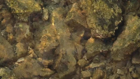 Slow Motion Underwater Green Algae Stones with Dancing Caustic Lights crab Stock Footage 311461875