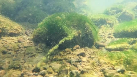 Slow motion underwater moss movement on the bottom of a clear river Stock Footage 321324329