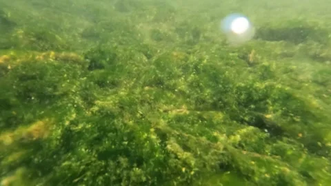 Slow motion underwater mossy riverbed Stock Footage 323042415
