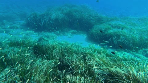 Slow motion of underwater scene teeming with life and aquatic plants 库存影片 290512669