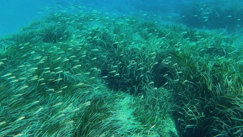 Slow motion of underwater scene teeming with life and aquatic plants Vidéo 290513475
