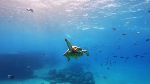 Slow Motion Underwater Sea Turtle Swimming With Tropical Fish Stock Footage 326096322