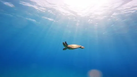 Slow Motion Underwater Sea Turtle Swimming in Clear Blue Ocean Stock Footage 326096333