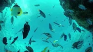 Slow Motion Underwater: Seaworld On Tropical Reef With Exotic Fish Stock Footage