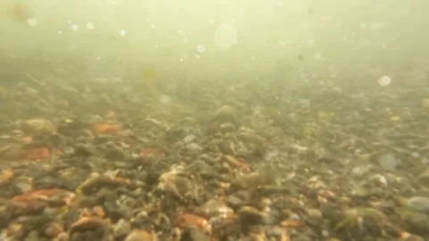 Slow motion underwater of a shallow river with clear and pebbles Stock Footage 320921371