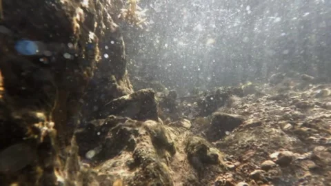 Slow motion underwater small fish at the bottom of a shallow river Stock-Footage 320103271