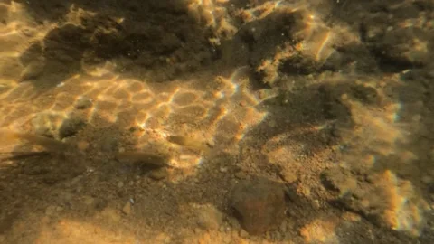 Slow motion underwater small fish at the bottom of a shallow river Stock-Footage 320103299