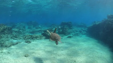 Slow motion underwater video of turtle with fish Video stock 211177859